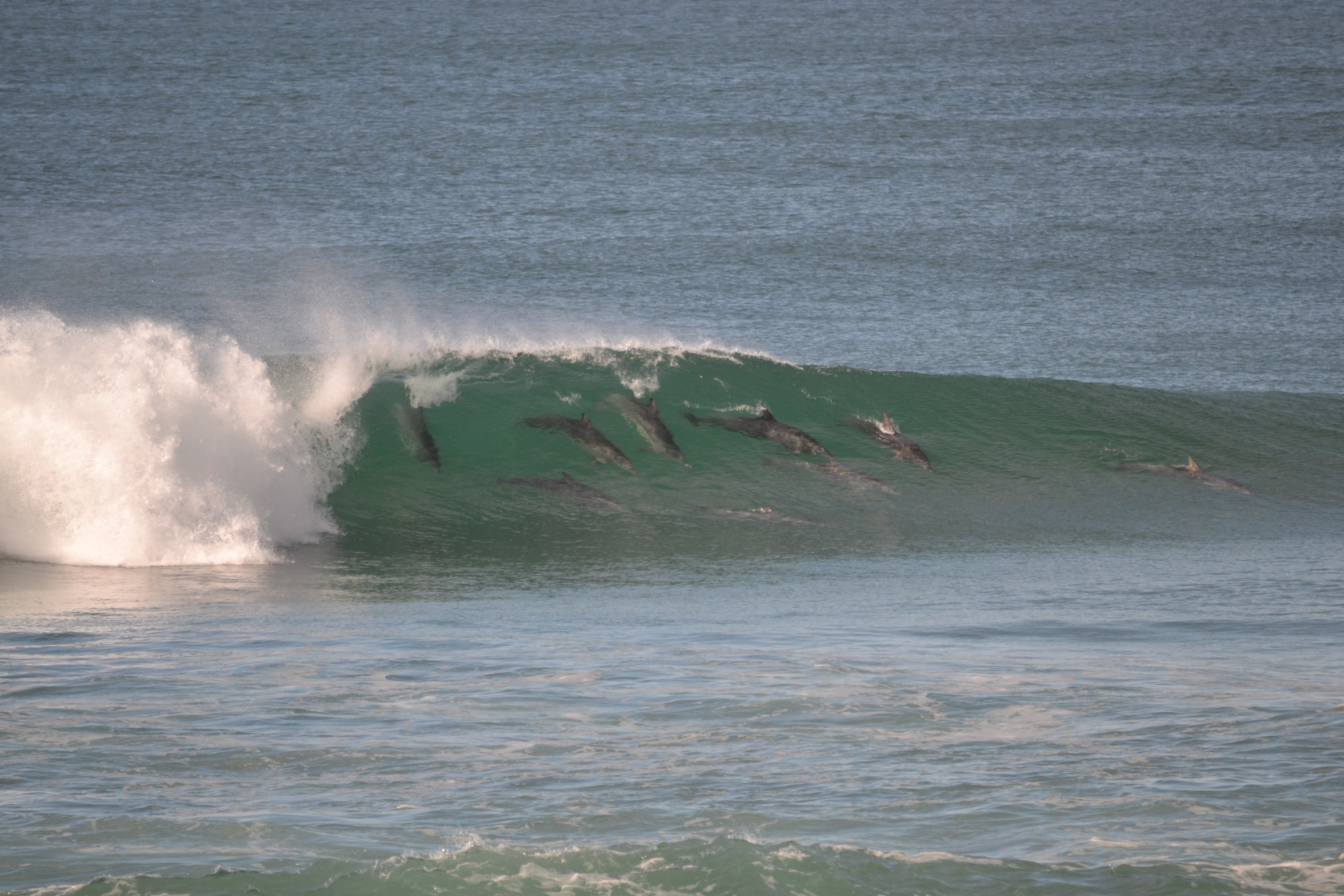 Dolphins surfing at Middle Rock, Lake Cathie.