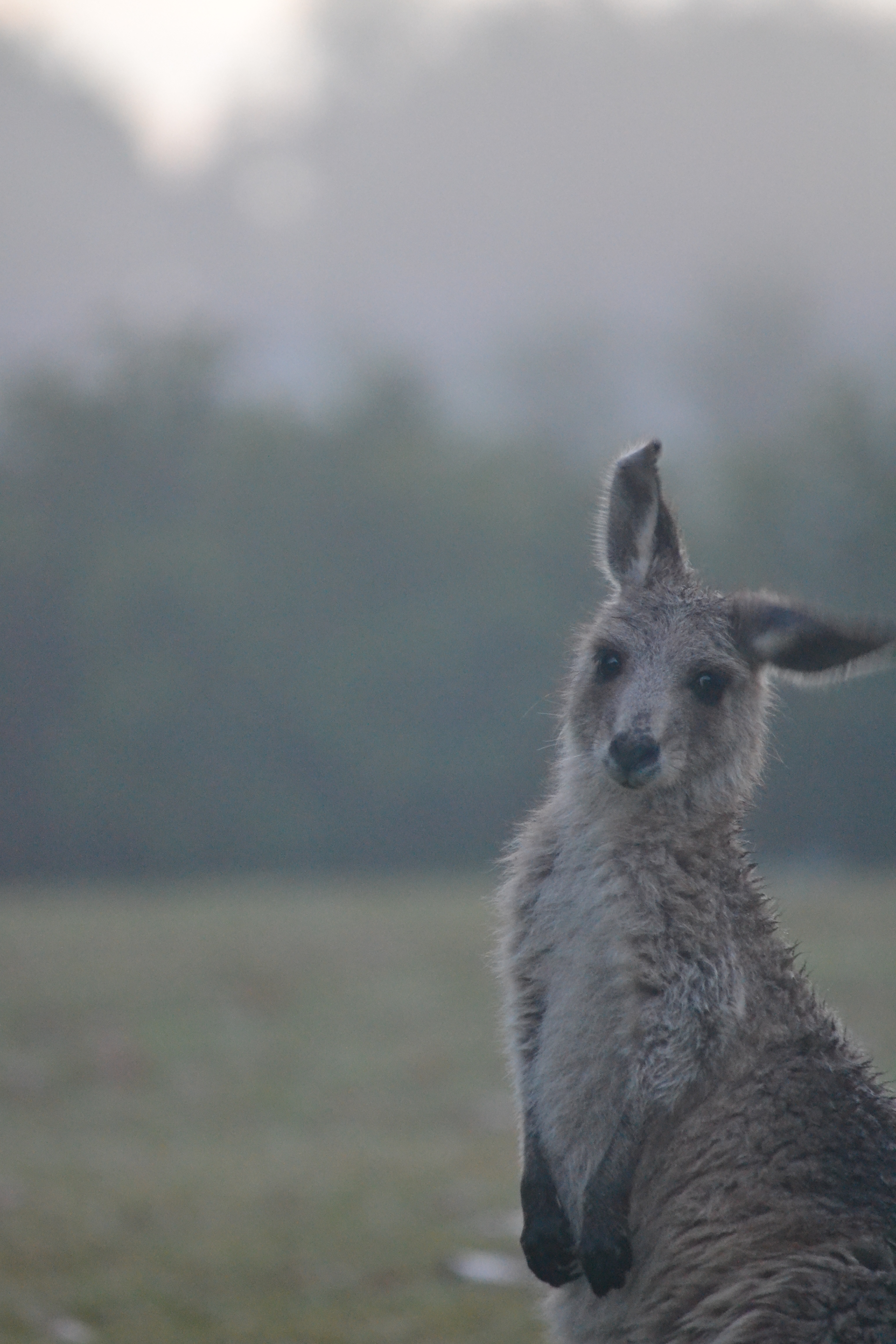 Kangaroos