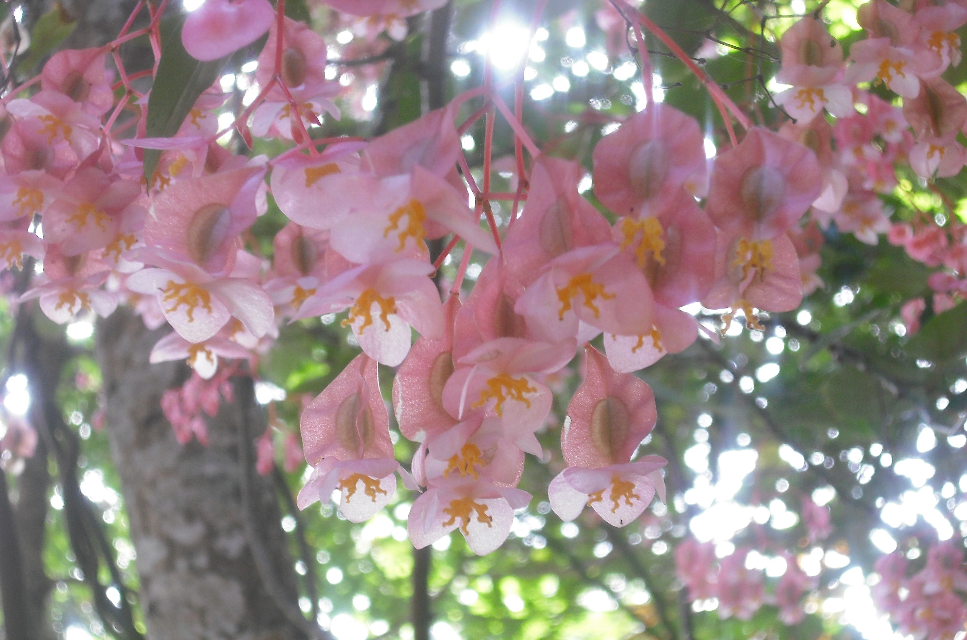 Pink Flowers