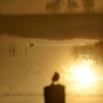 Duck gliding on water.