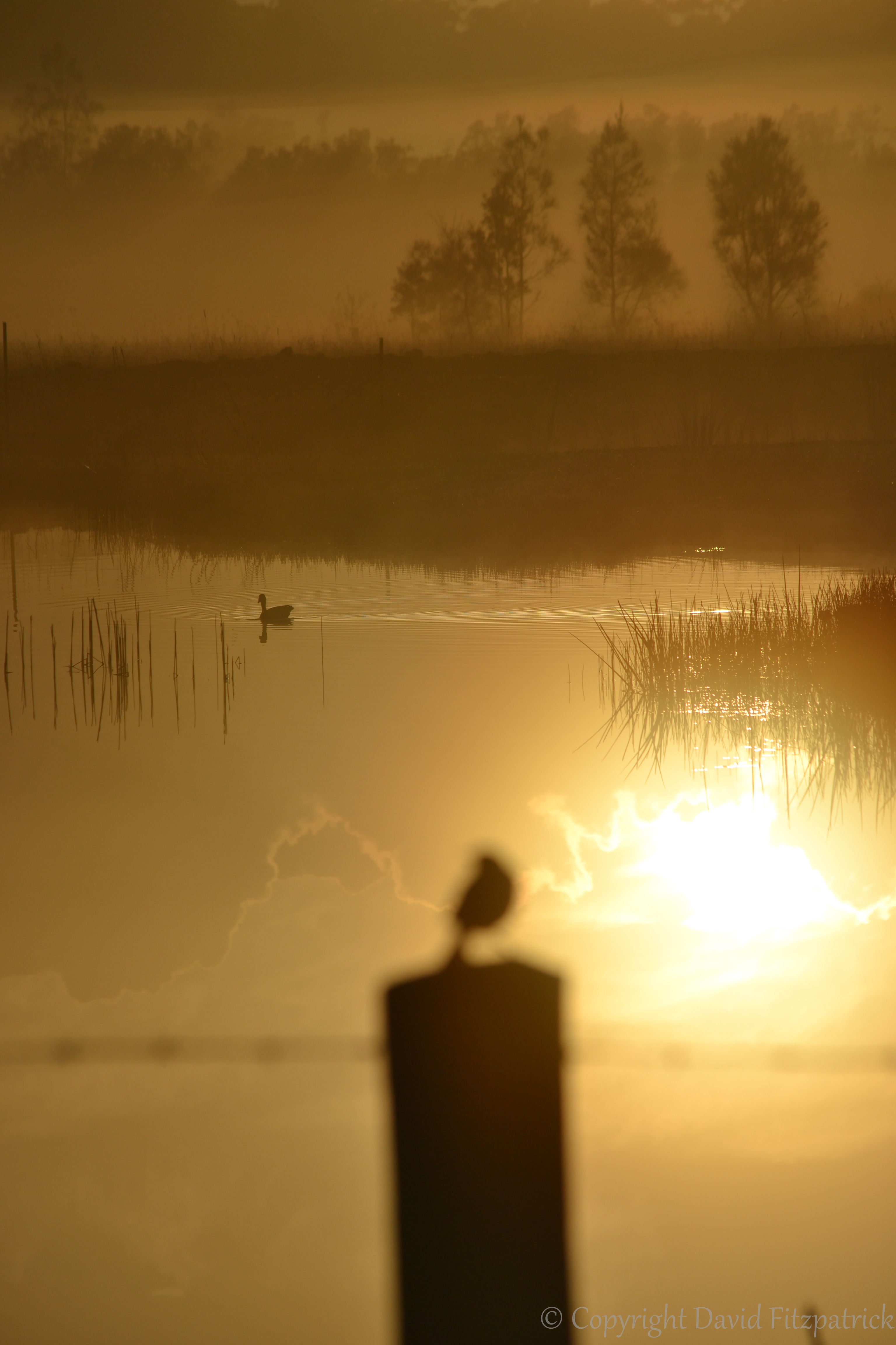 Duck gliding on water.