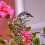 Bird On A Flower