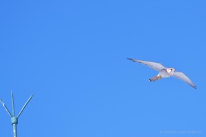 Peregrine Falcon Soaring in the Air