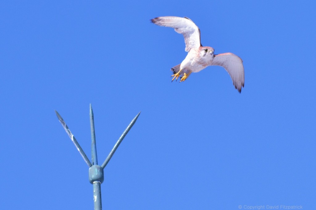 Peregrine Falcon Flying