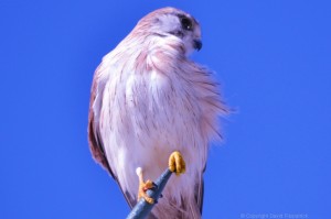 Peregrine Falcon