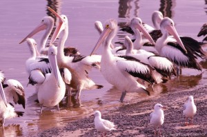 Pelicans