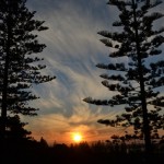 Pine Trees in the Sunset