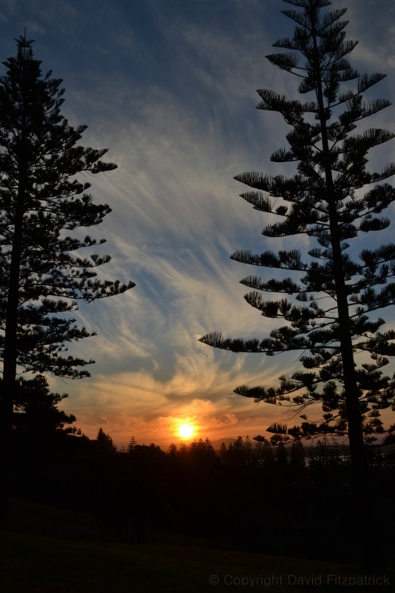 Pine Trees in the Sunset