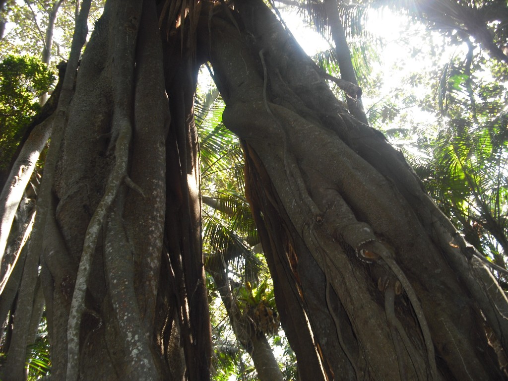 Banya Trees Lord Howe Island
