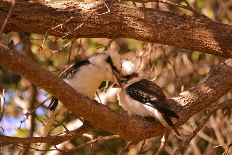 Kookaburras