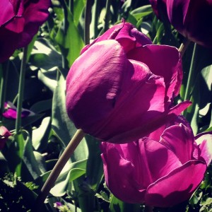 Purple Tulip