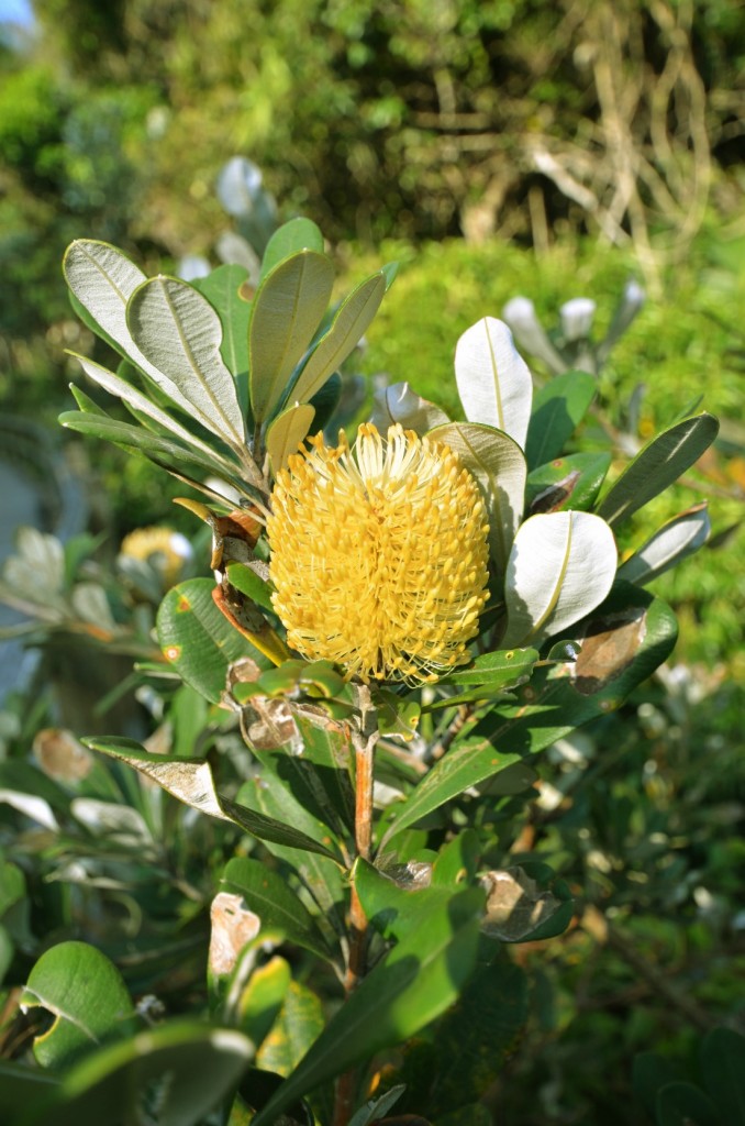 Yellow Flower