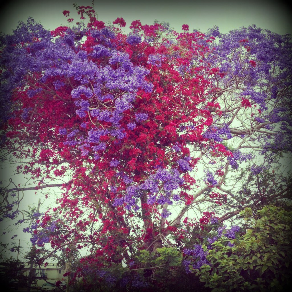 Jacaranda Tree