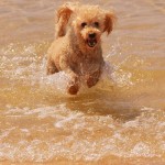 Dog running through beach.