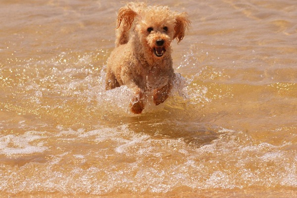 Dog running through beach.
