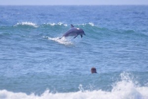 Dolphin in surf