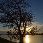 Tree by the river bank.