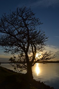 Tree by the river bank.