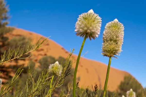 Desert Flower