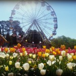 Ferris Wheel with Tulips