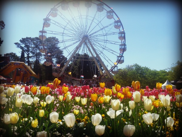 Ferris Wheel with Tulips