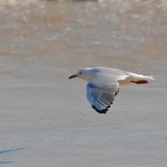 Flying Seagull