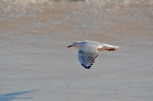 Flying Seagull