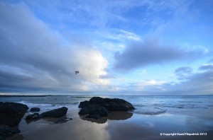 Beach shot with bird flying by.