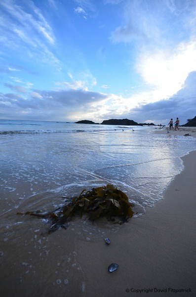 Seaweed and Blue Bottles