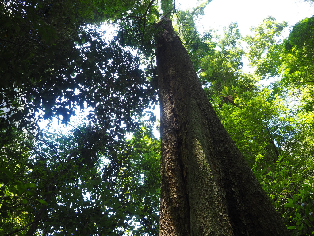 Trees at Ellenborough Falls