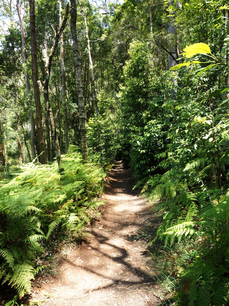 Walking to Ellenborough Falls