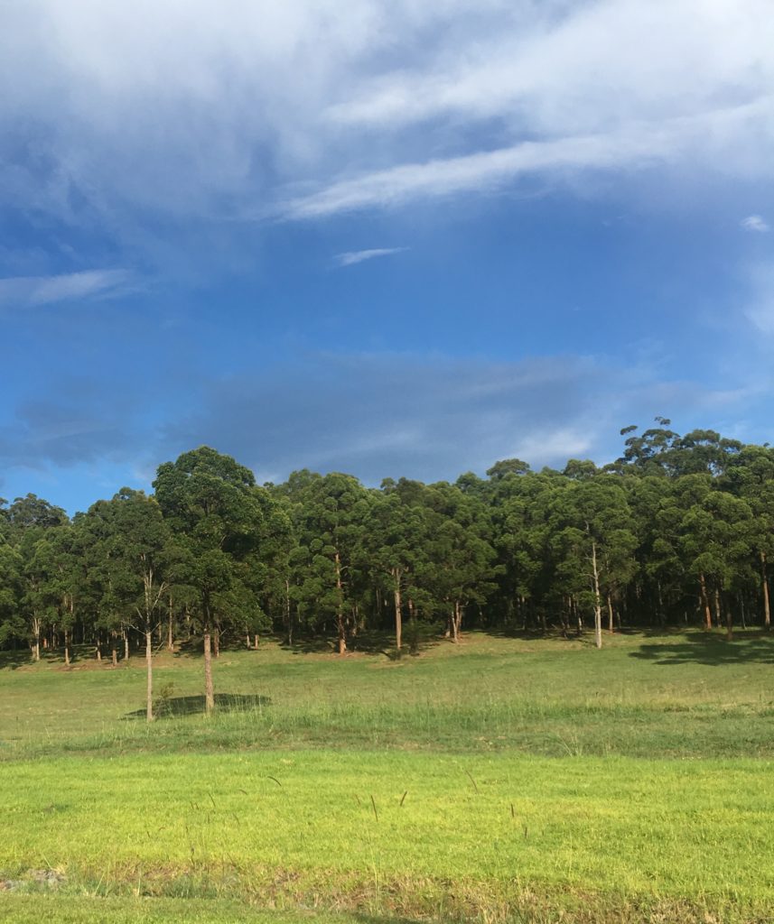 field with trees