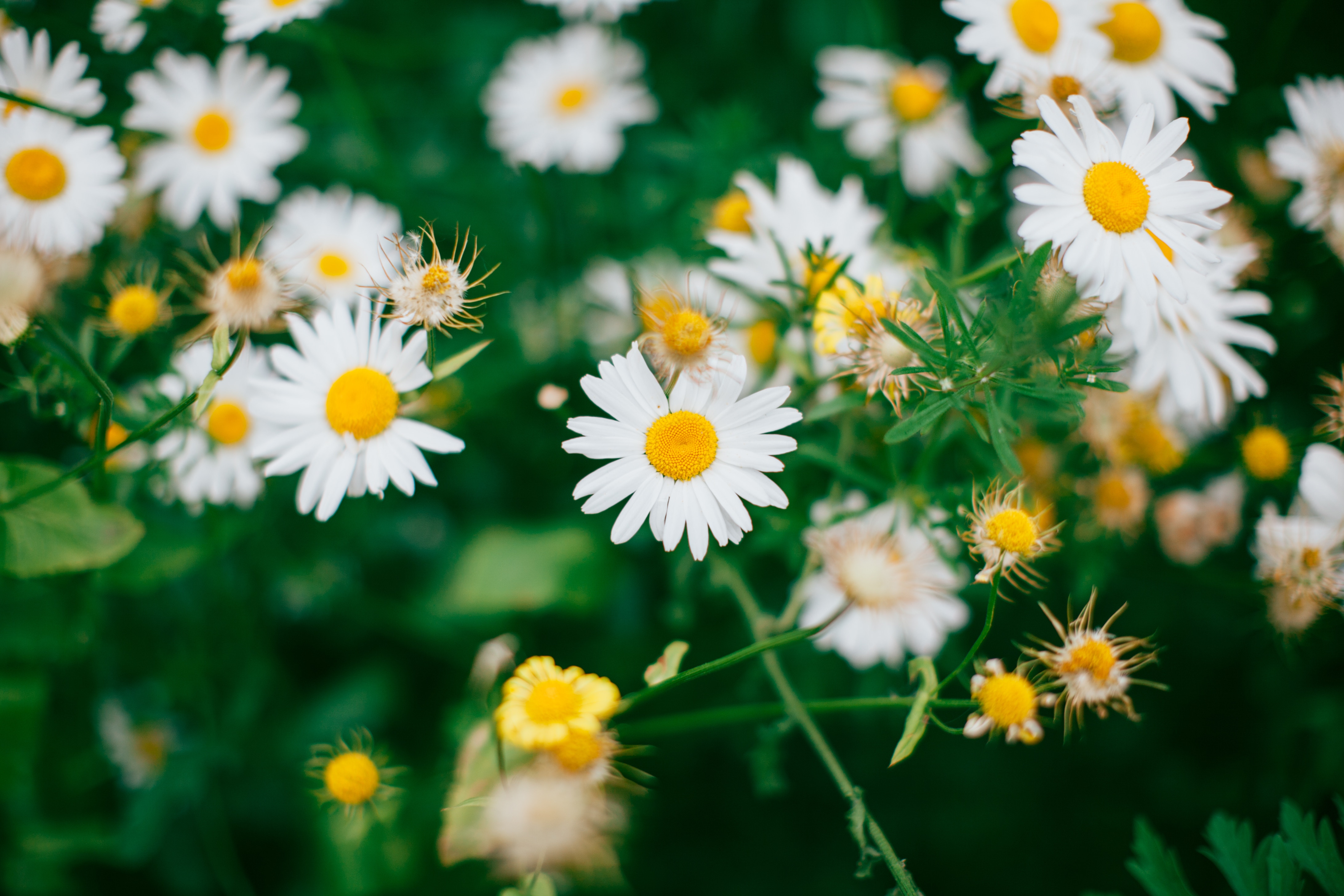 Daisy flowers